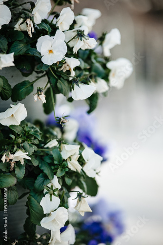 White pansy flowers blooming in spring garden