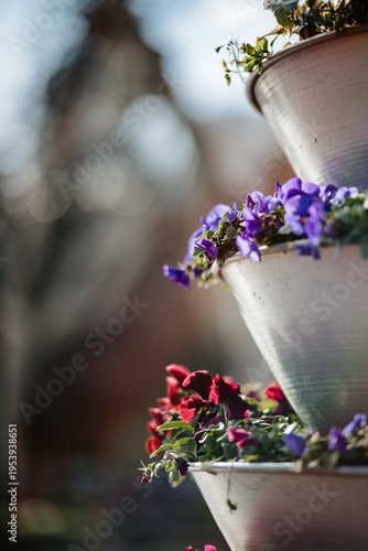 Purple and red pansies blooming in tiered planters