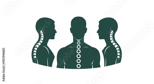 Anatomical illustration of human spine.