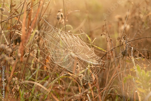 Canvas Print Travel romania transilvania targu mures spider web covered in dew drops at sunri