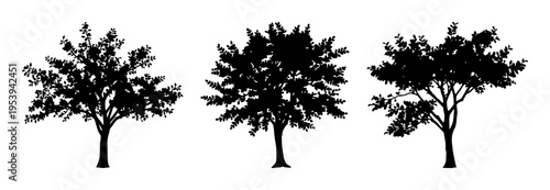 Deciduous tree set with a spreading canopy and oval leaves featuring a black silhouette, minimalist vector style with clean lines and high contrast