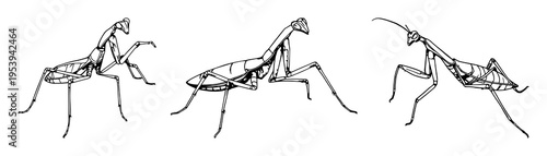 Praying Mantis set with detailed line art and biological sketch style featuring an insect in a strike pose, intricate limb patterns with scientific illustration and entomology
