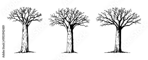 Baobab tree set with vintage ink sketch drawing and thick trunk detail featuring botanical engraving, hand-drawn illustration, African nature with savannah tree and antique art