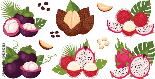 Exotic tropical fruits collection with mangosteen rambutan dragon fruit and salak isolated botanical flat vector illustration set