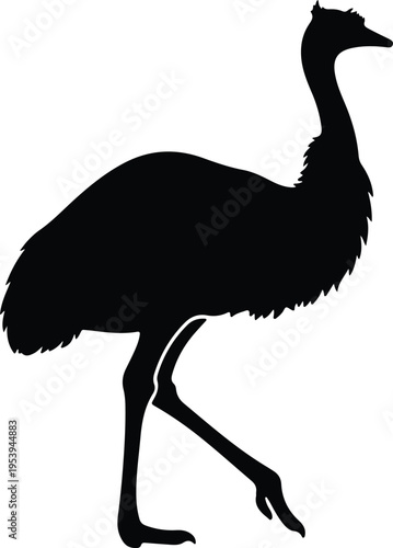 Vector silhouette walking emu flightless bird isolated on white background design