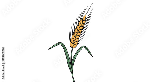 Hand-drawn illustration of a single stalk of golden wheat with green leaves isolated on a white background for agriculture.