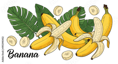 Artistic illustration of fresh whole bananas and slices with tropical monstera leaves in a vintage hand drawn style.