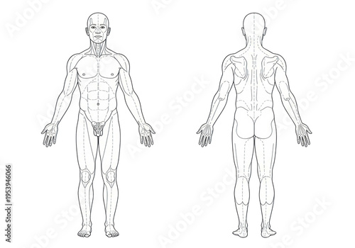 Adult male anatomical figure in anterior and posterior views, minimalist black and white vector line art with dashed region lines on white medical reference concept