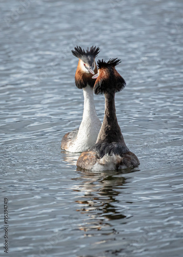 A pair of mating Great Crested Grebes performing a courting dance.