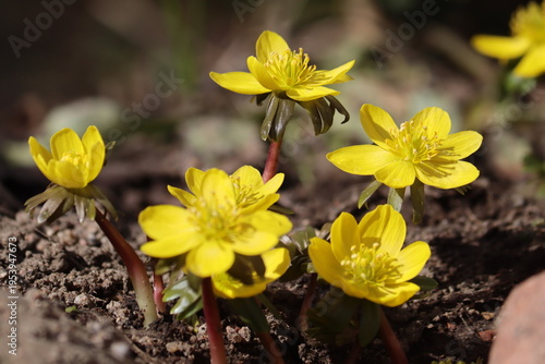 Photos Flowering yellow winter aconite (Eranthis hyemalis) in spring garden