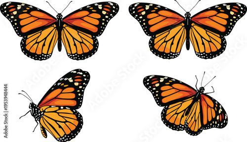 Vector illustration of four monarch butterflies in top and side views, orange black wings with white spots, entomology nature design set