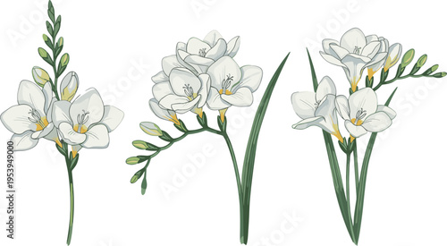 White Freesia Flower Vector Illustration Set with Blooming Floral Stems and Green Leaves Isolated on White Background