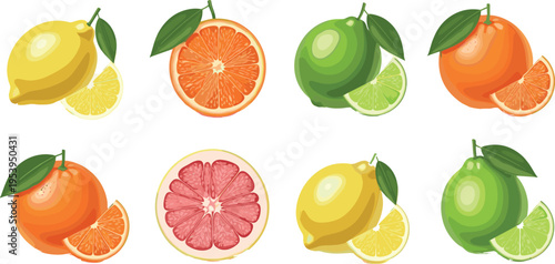 Citrus Fruit Vector Illustration Set Featuring Lemon Lime Orange Grapefruit and Tangerine Slices Isolated on White Background