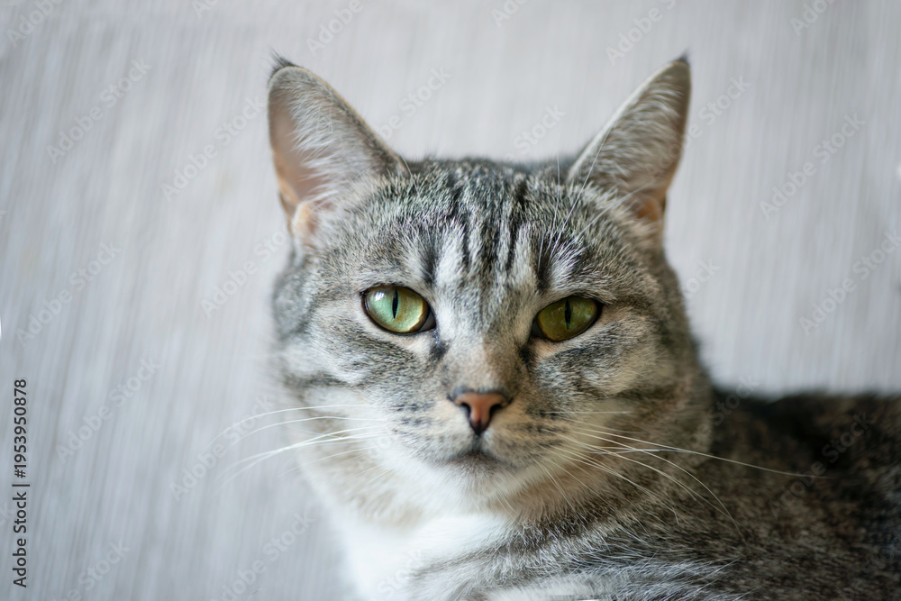 Fototapeta premium Portrait of a Grey Tabby Cat on a Grey Wallpaper Background.