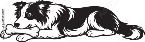 Border Collie Chewing Bone Lying Down Black and White Line Art