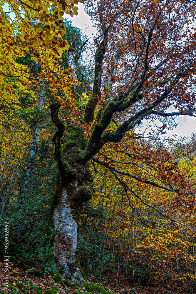 Fototapeta premium Colorful beech fall forest in Ordesa and Monte Perdido National park, Pyrenees, Aragon in Spain