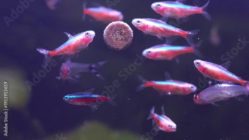 Neon tetra and rummy nose tetra fish eat tablet food in freshwater aquarium.
