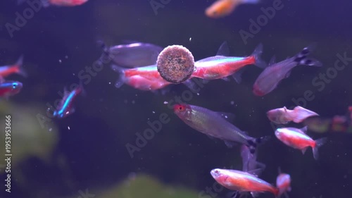 Neon tetra and rummy nose tetra fish eat tablet food in freshwater aquarium.
