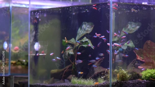 Colorful neon tetra and cardinal tetra fish in freshwater planted aquarium.