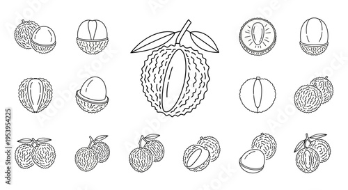 Detailed illustrations of various nuts.