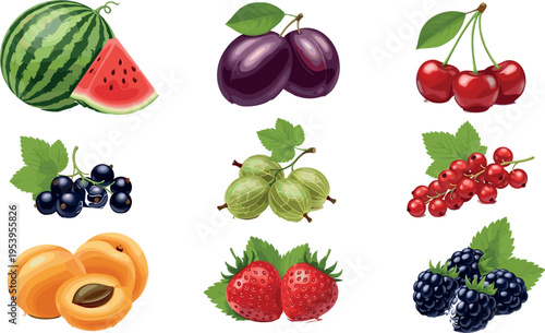 Fresh Summer Fruit Collection with Watermelon Plum Cherry Berries Apricot and Gooseberry Hand Drawn Colorful Vector Illustration Set