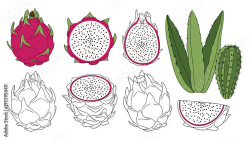 Vector collection of dragon fruit illustrations and desert plants like aloe vera and cactus in various drawing styles for design.
