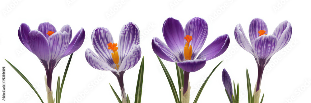 Fototapeta premium Purple crocus flowers on white background isolated