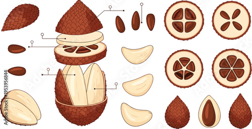 Salak snake fruit anatomy diagram with peel segments seeds and cross section tropical fruit flat vector illustration
