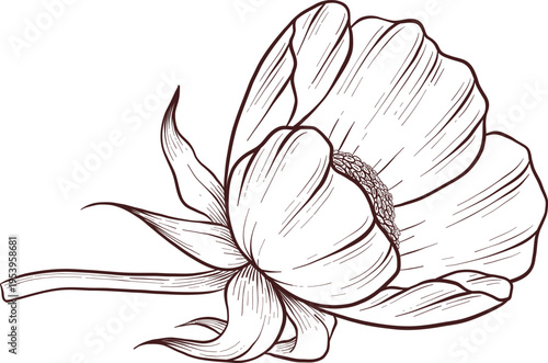 Black and white engraving style illustration set of tea cup, tea pot, tea leaves, tea bag and rose hip flowers and berries, detailed linework for packaging, social media, menu