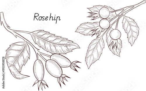 Black and white engraving style illustration set of tea cup, tea pot, tea leaves, tea bag and rose hip flowers and berries, detailed linework for packaging, social media, menu