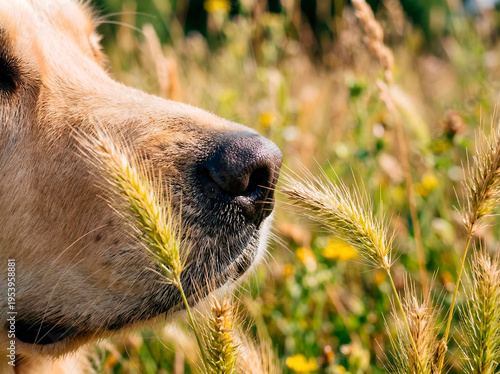 Macro close up Dog nose close to foxtail grass in field, selective focus, natural light, shallow depth of field, pet safety warning concept, summer hazard, no injury