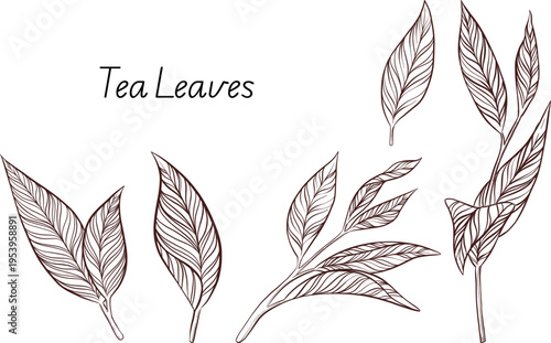 Black and white engraving style illustration set of tea cup, tea pot, tea leaves, tea bag and rose hip flowers and berries, detailed linework for packaging, social media, menu