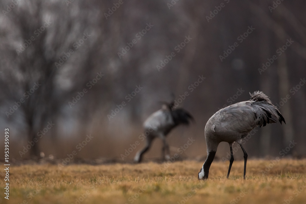 Fototapeta premium A feeding pair of cranes against the background of the forest