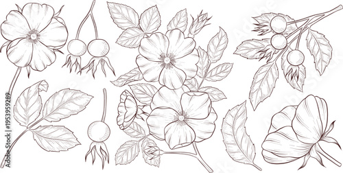 Black and white engraving style illustration set of tea cup, tea pot, tea leaves, tea bag and rose hip flowers and berries, detailed linework for packaging, social media, menu