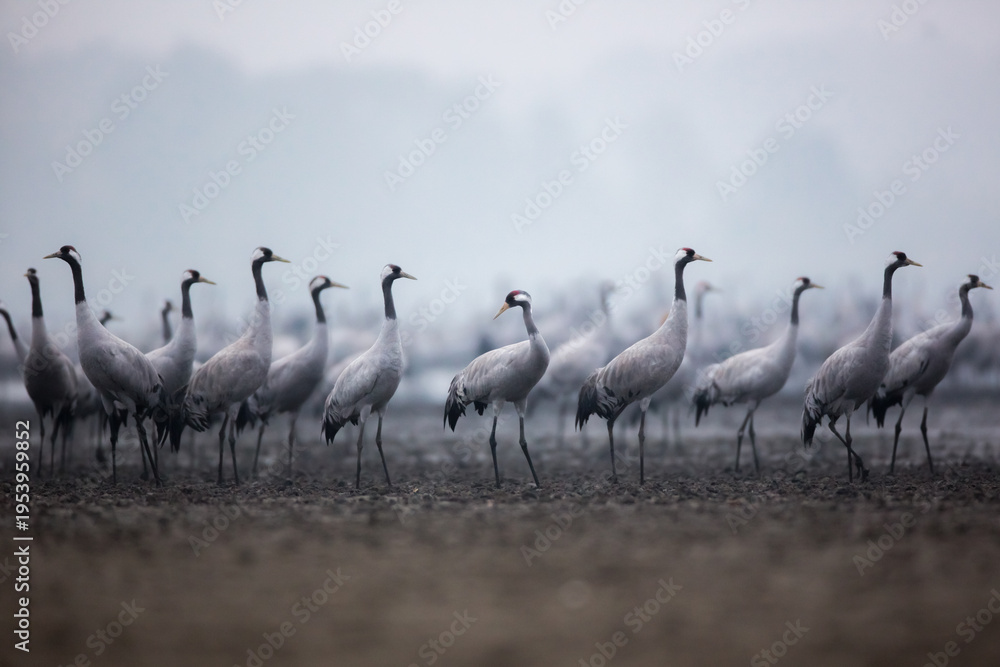 Fototapeta premium Cranes gathered by the water