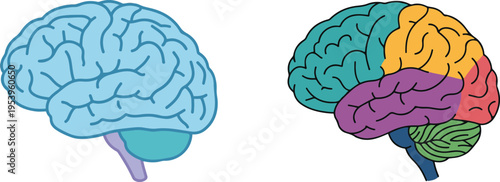 Vector illustration of two human brains side by side—one in a single color and the other color-coded by regions—highlighting anatomy and functional areas.