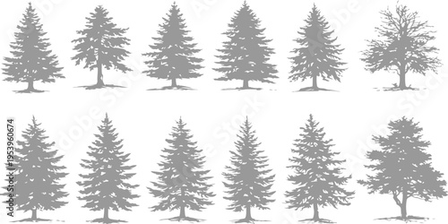 A collection of twelve gray silhouette illustrations of various evergreen and deciduous tree shapes