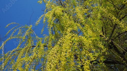 Willows, sallows and osiers, of genus Salix, comprise many species and numerous hybrids of typically deciduous trees and shrubs. They are primarily found on moist soils in cold and temperate regions.