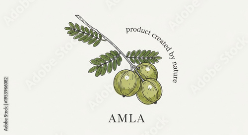 Detailed Amla Botanical Illustration - Indian Gooseberry Branch with Hand-Drawn Etched Texture