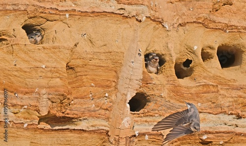 Foto Swallows Breeding and Roosting in Rocky Cliff Caves