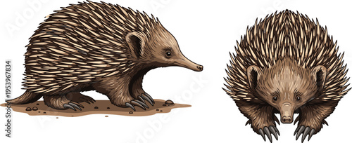Realistic Hedgehog Illustration with Spiky Coat and Natural Poses for Wildlife Art, Nature Studies, and Animal Designs