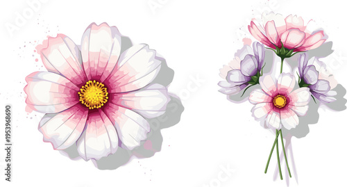 Beautiful Cosmos Flower Illustration Set with Soft Pink and Purple Petals for Floral Designs, Wedding Invitations, and Spring Decor
