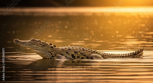 crocodile in the water