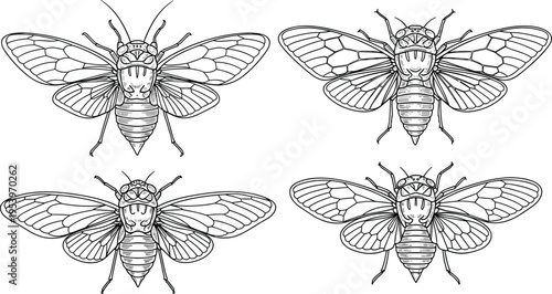 Detailed Cicada Insect Line Art Set with Wings and Symmetrical Anatomy for Nature, Entomology, Wildlife Illustration, Tattoo Design, and Educational Projects