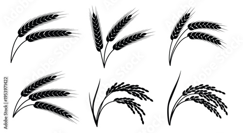Black and white illustration of various wheat and rice stalks arranged on a white background