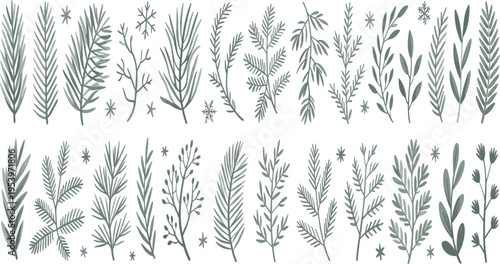 Winter evergreen pine branches and spruce needle collection, botanical forest elements for Christmas vector design