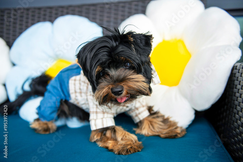 Wallpaper Mural funny Yorkshire Terrier puppy in a suit sits on a sofa Torontodigital.ca