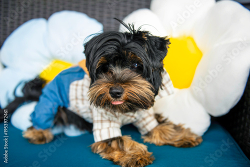 Wallpaper Mural funny Yorkshire Terrier puppy in a suit sits on a sofa Torontodigital.ca