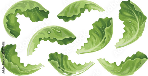 Fresh green lettuce leaves collection with realistic texture, water droplets and organic salad ingredient elements in detailed vector illustration set