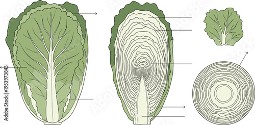 Napa cabbage botanical illustration with labeled parts, cross section details and leafy structure in hand drawn vintage style vector diagram